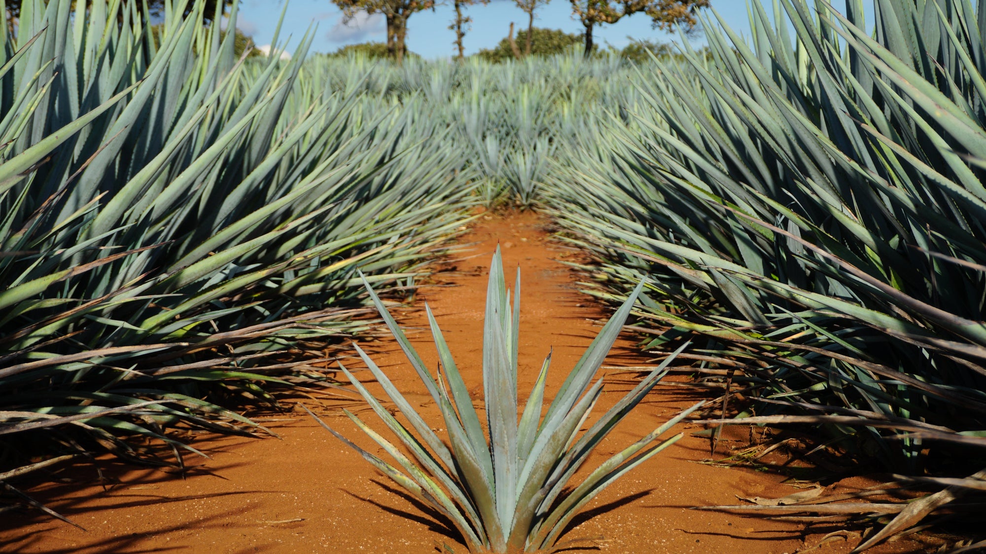 Why Agave Takes 7 to 12 Years to Grow (And Why That Number Matters for Your Tequila)