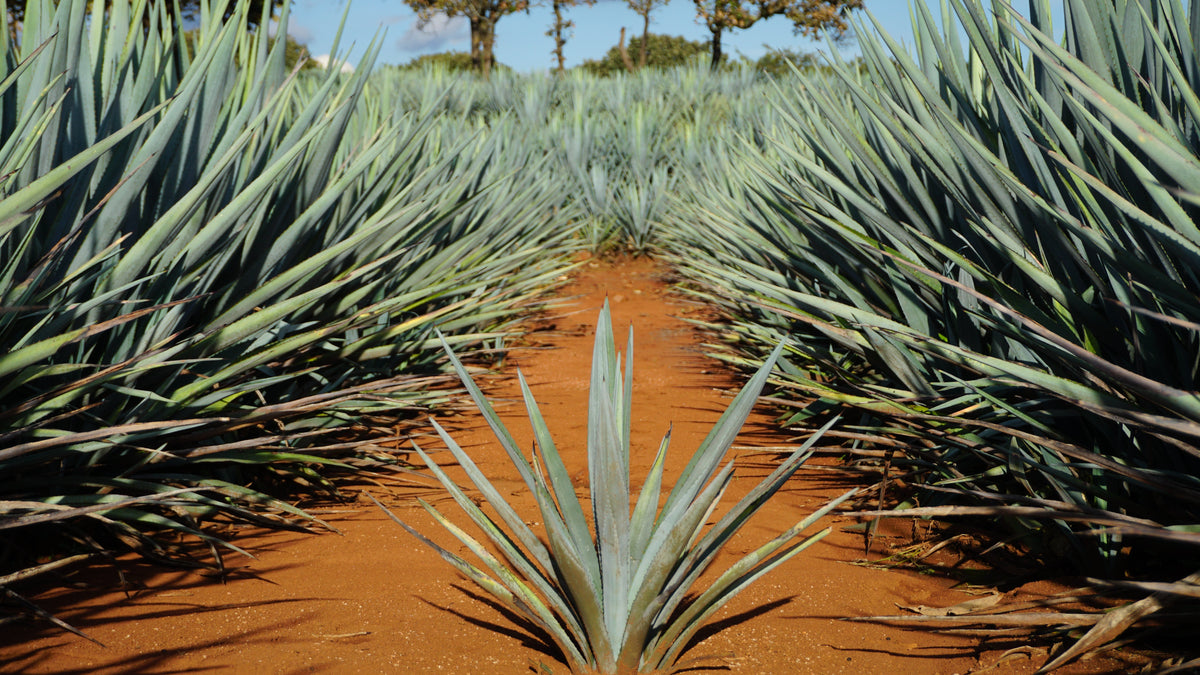 Why Agave Takes 7 to 12 Years to Grow (And Why That Number Matters for Your Tequila)