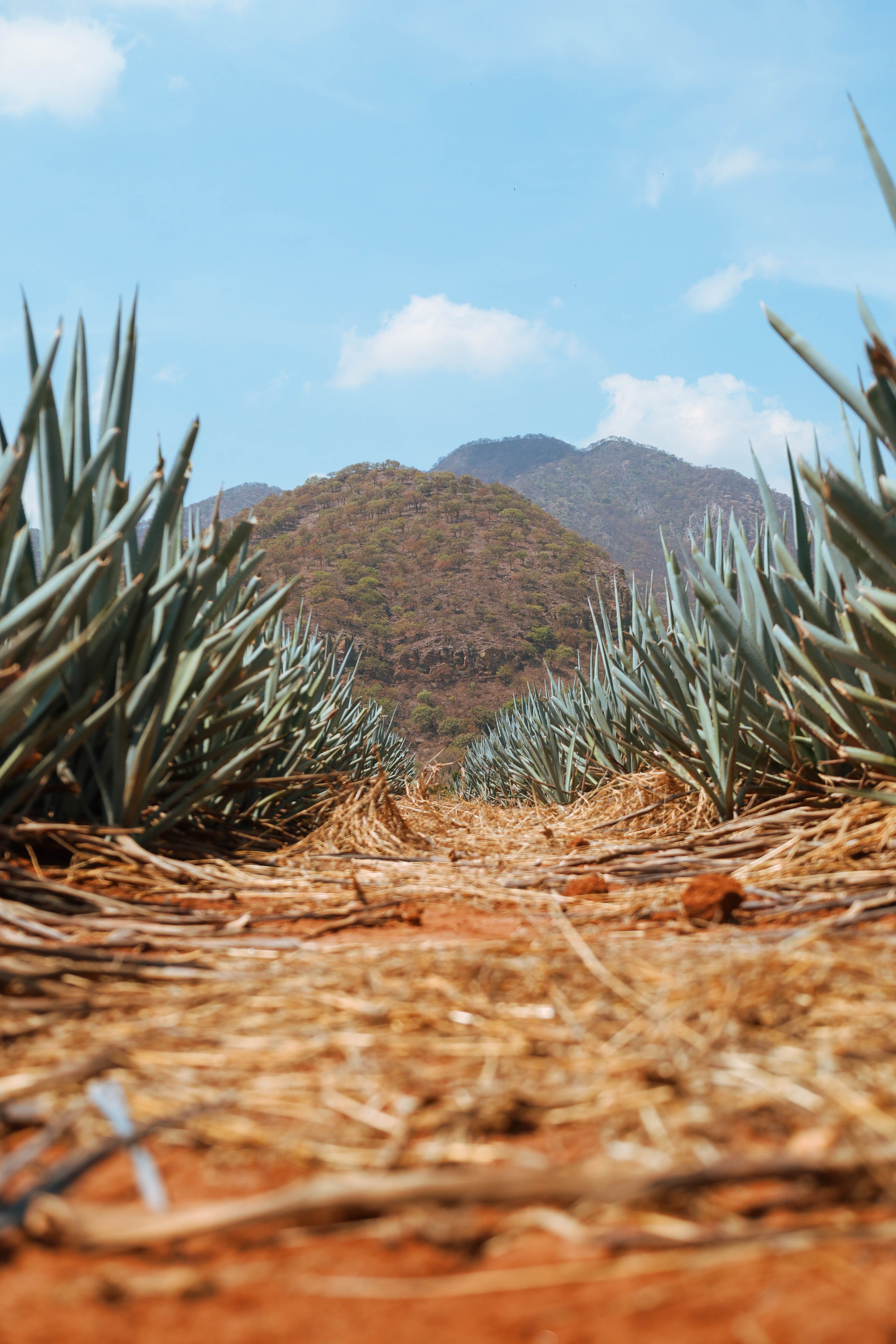 Lowlands vs. Highlands Tequila: What the Difference Actually Tastes Like