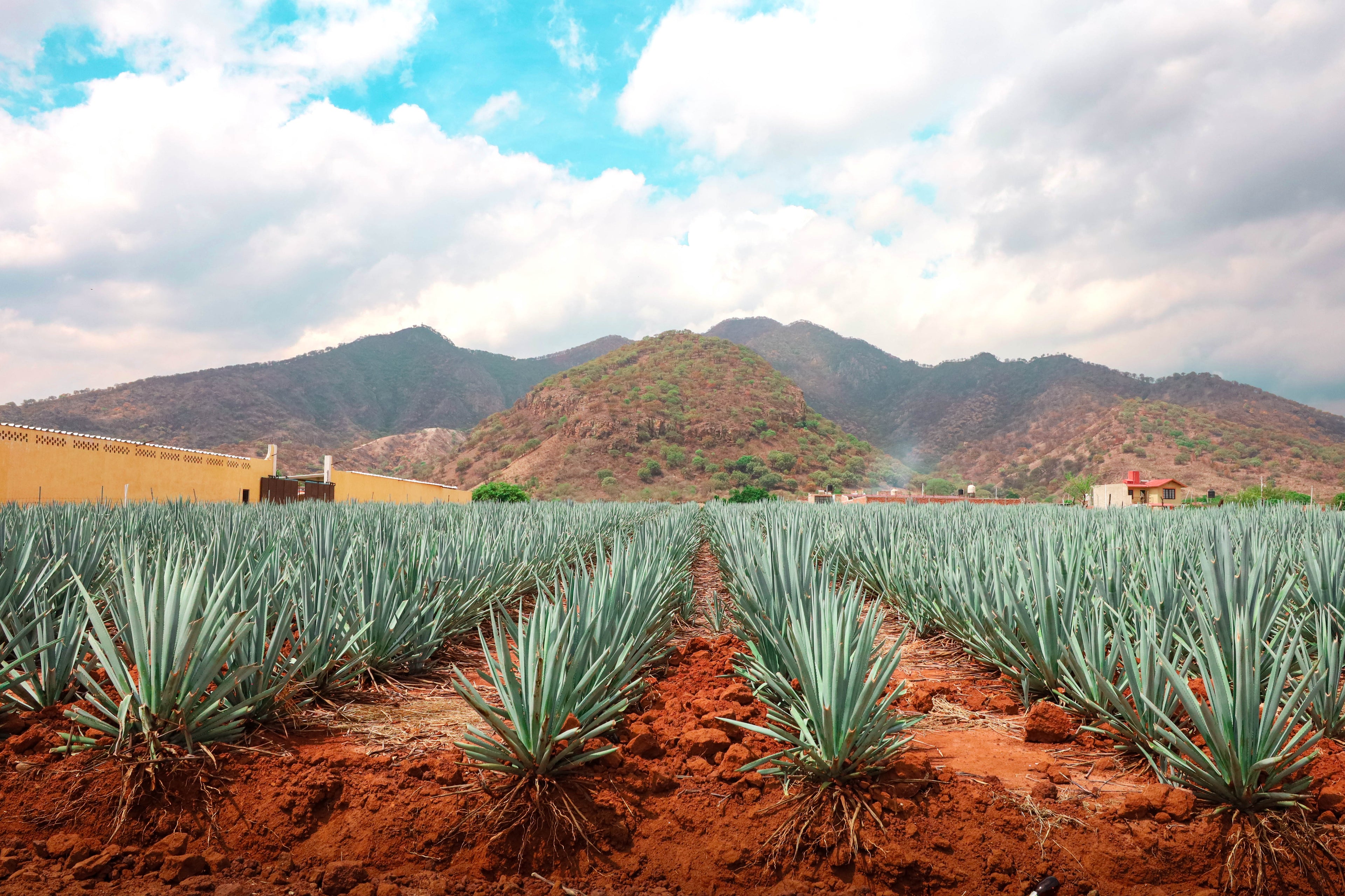 Tequila Terroir: Does Where It's Made Actually Matter?