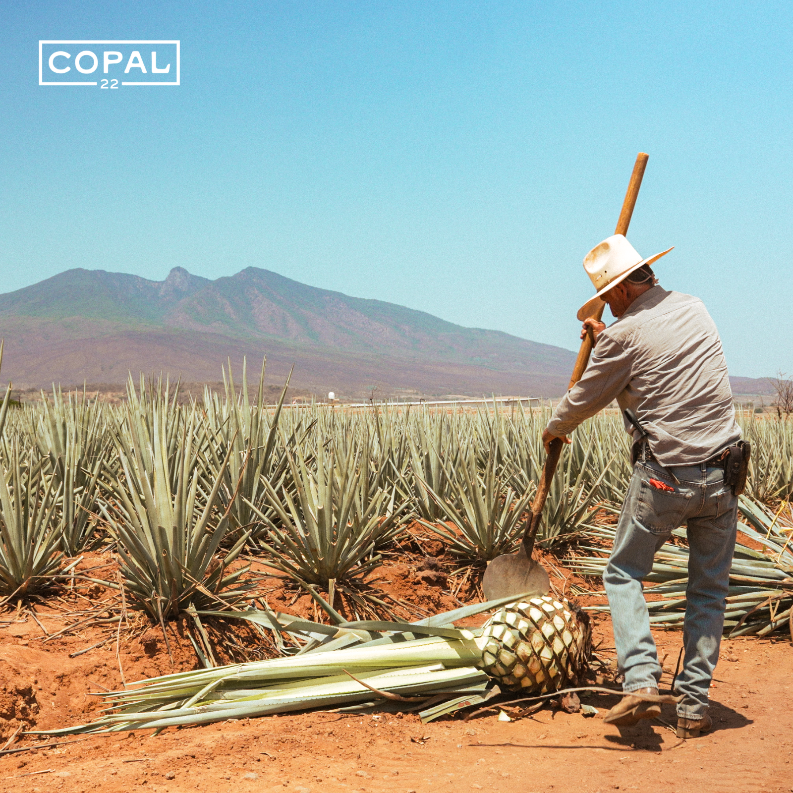 Why Amatitán Tequila Tastes Different – Lowlands vs. Highlands